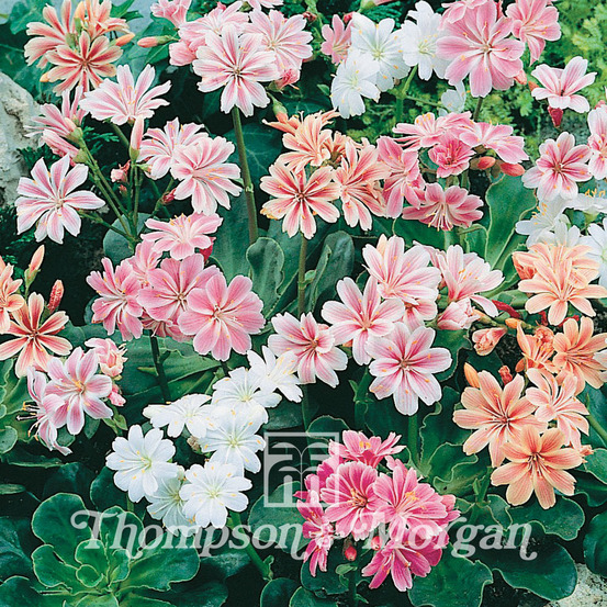 Lewisia 'galaxy mixed ' le sachet de 30 graines environ