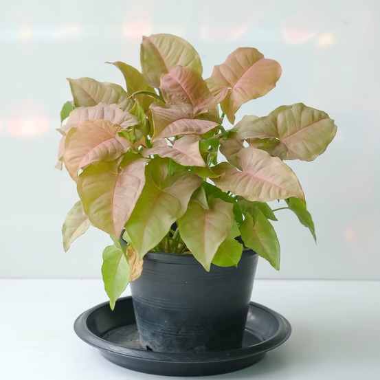 Syngonium neon - le pot / ø 12cm / hauteur livrée 15-25cm