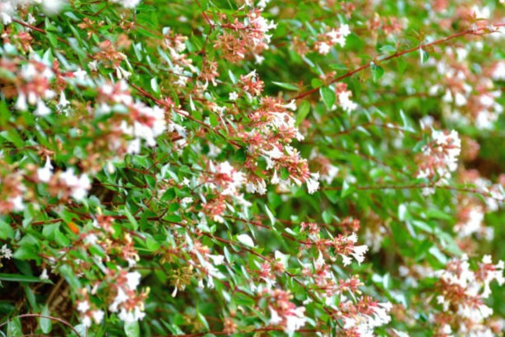 Abelia grandiflora - pot 4 l - h 60 cm