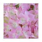 Hortensia macrophylla 'tinkerbell'®/hydrangea macrophylla 'tinkerbell'®[-]pot de 1,5l - 20/50 cm