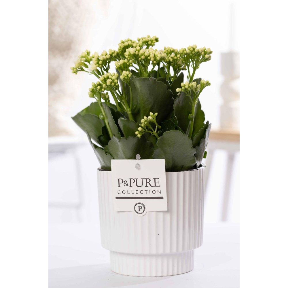 Kalanchoe blanc en pot céramique - ø12cm - ↕27cm - plante d’intérieur