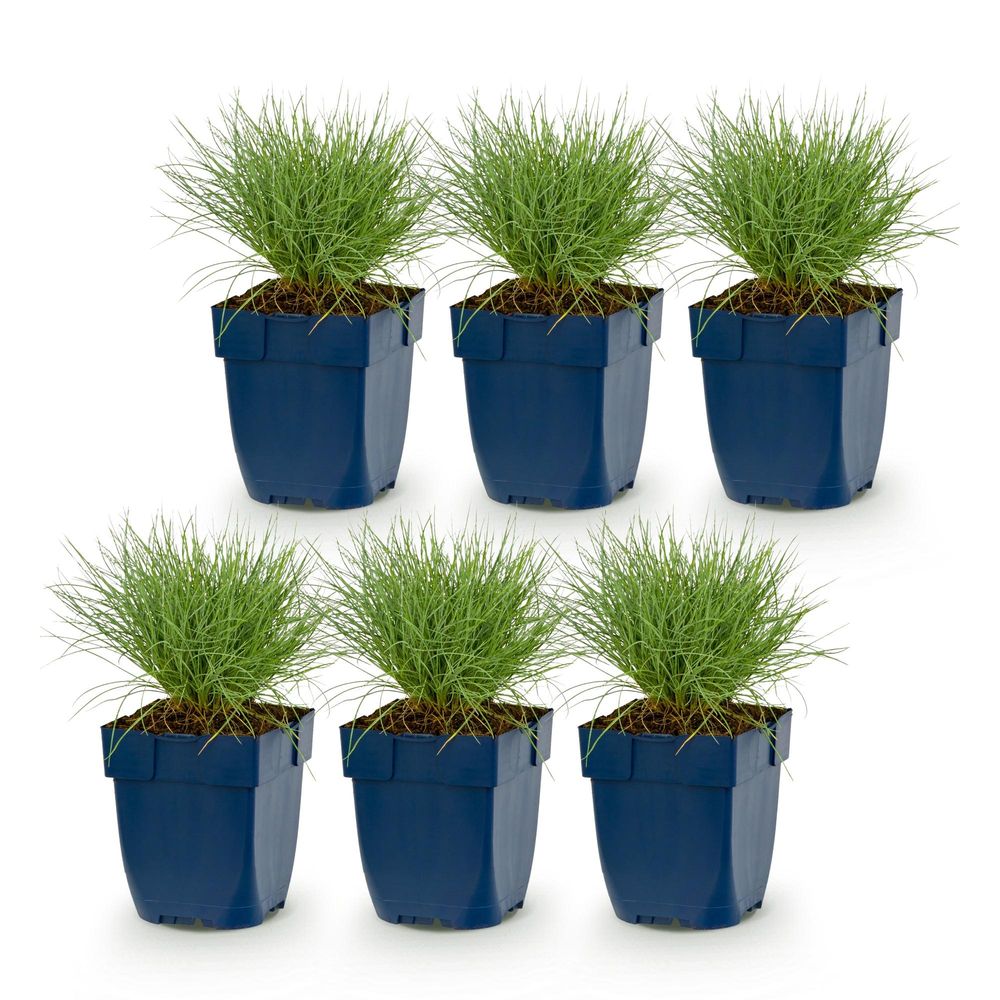 Fétuque bleue - lot de 6 - pot 11 cm - hauteur 25 cm - plante d'extérieur