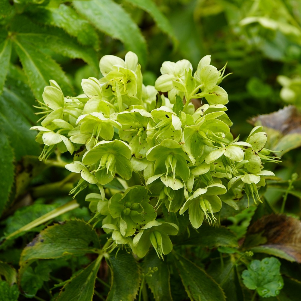 Hellébore de corse - le pot / ø 9cm