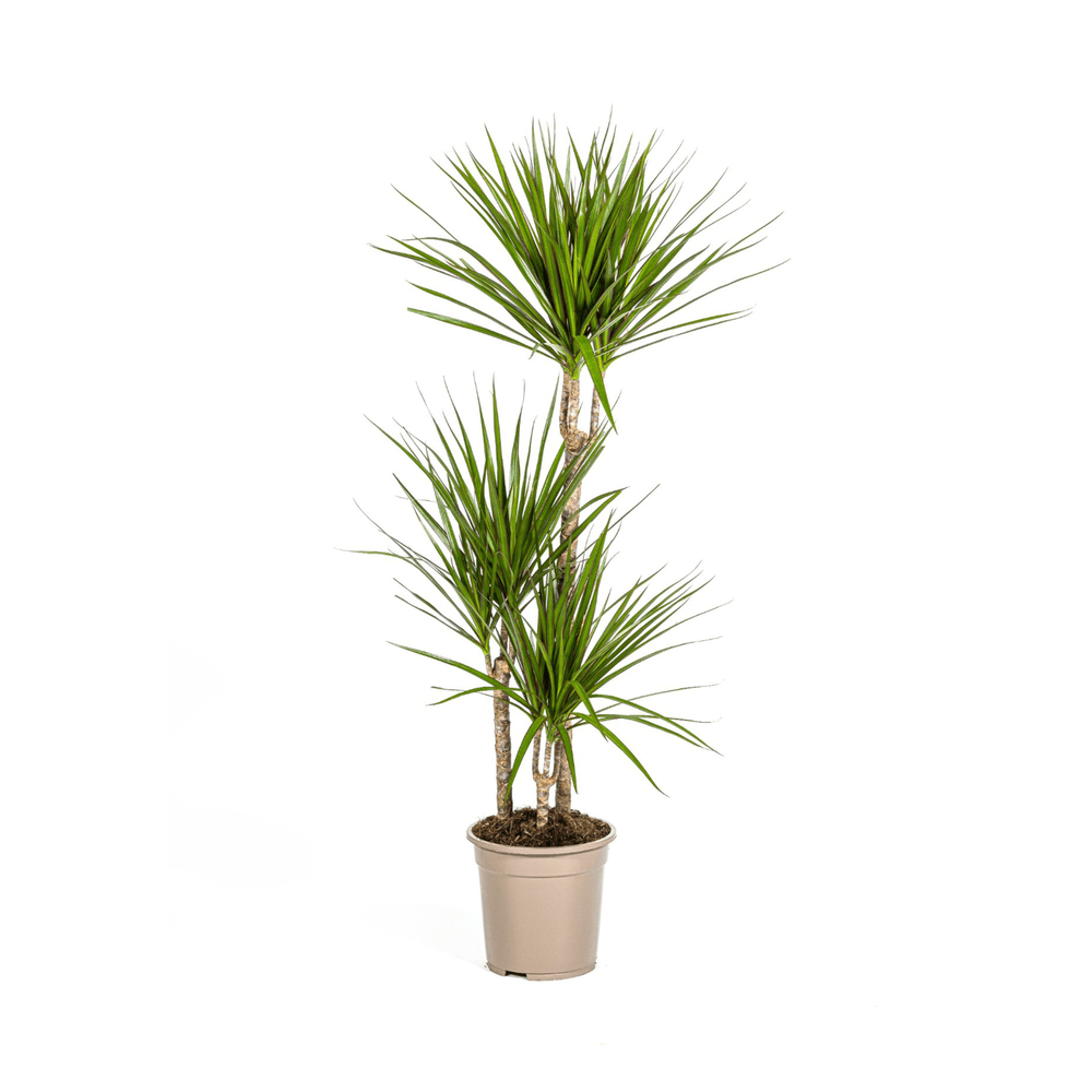 Dracaena marginata green ø21cm - ↕110 - 130cm - plantes d'intérieur