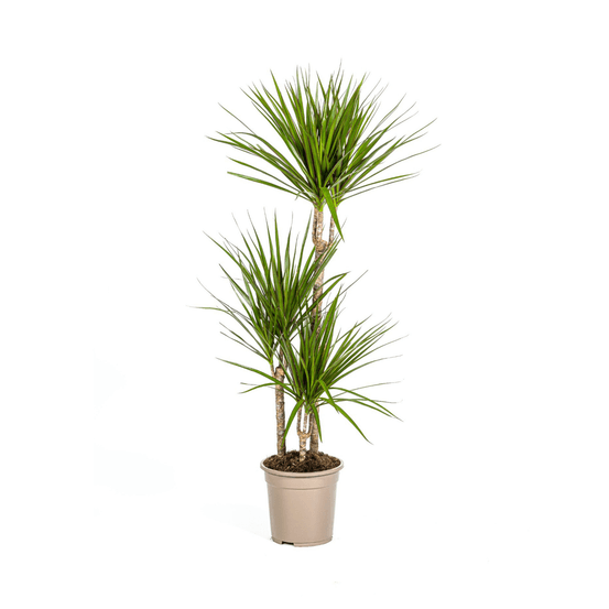 Dracaena marginata green ø21cm - ↕110 - 130cm - plantes d'intérieur