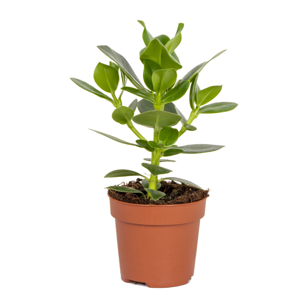 Clusia rosea - arbre à cochons - plante d’intérieur - dépolluante - 20-30 cm de haut - pot 12 cm