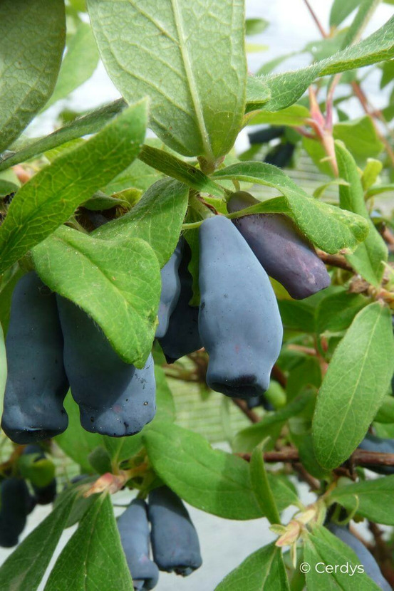Baie de mai martin - en pot de 1,5 litres