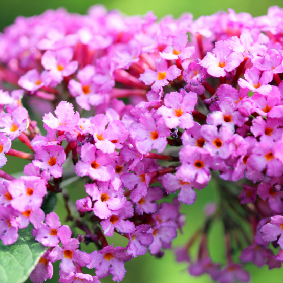 Arbre aux papillons pink delight - buddleja davidii pink delight 60 cm pot 3l