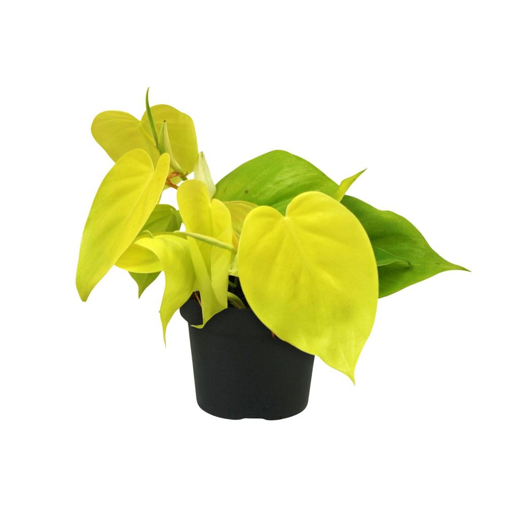Philodendron 'lime' - pot de 12cm - hauteur 20cm - plantes d'intérieur