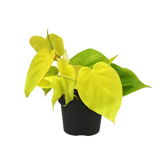 Philodendron 'lime' - pot de 12cm - hauteur 20cm - plantes d'intérieur