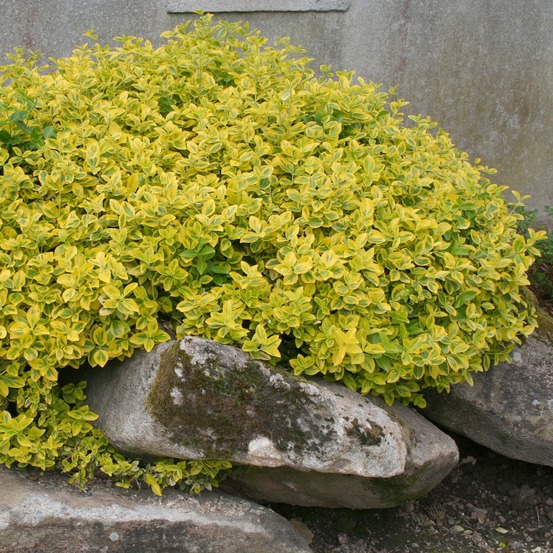Fusain persistant 'emerald and gold' pot de 2l/3l