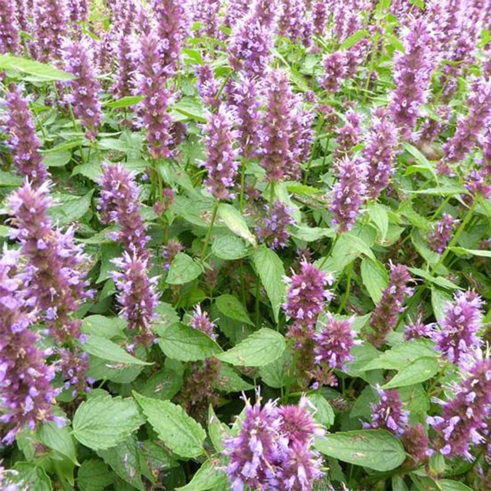 Agastache 'beelicious purple' godet de 8/9 cm
