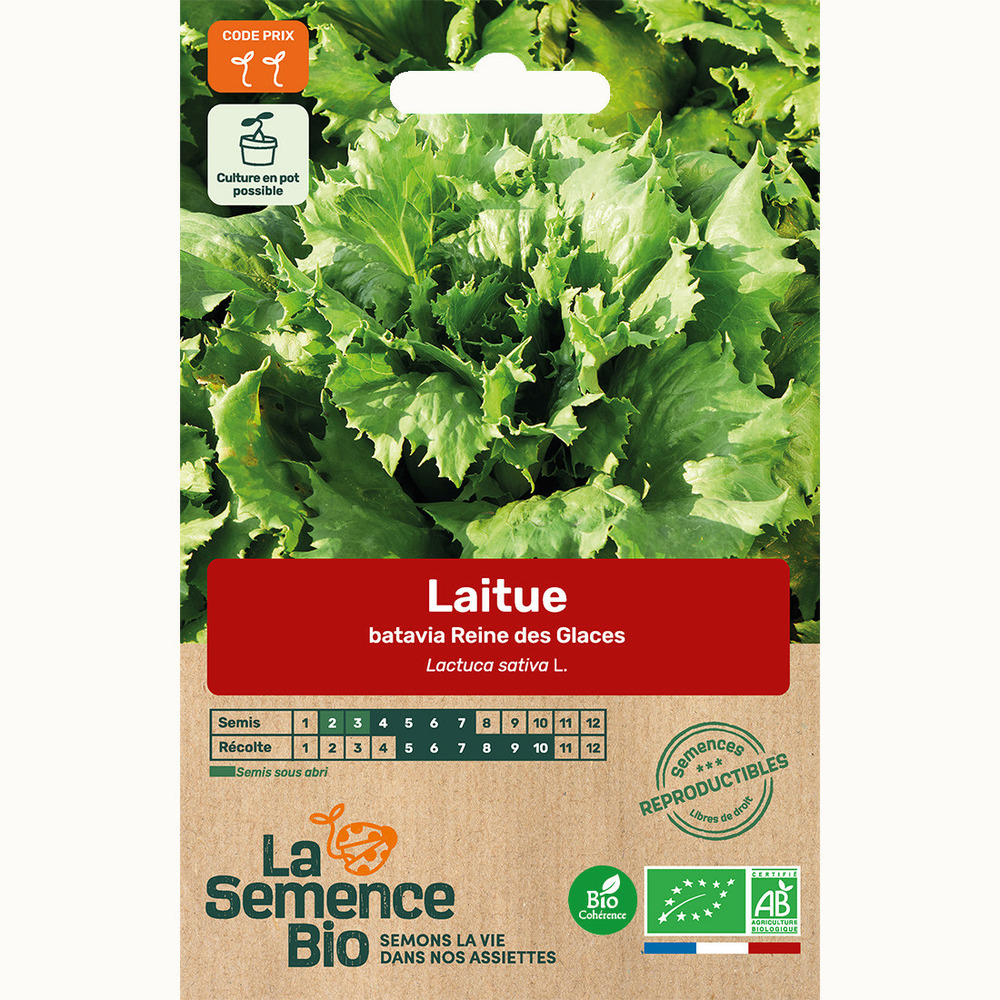Laitue batavia reine des glaces - graines bio