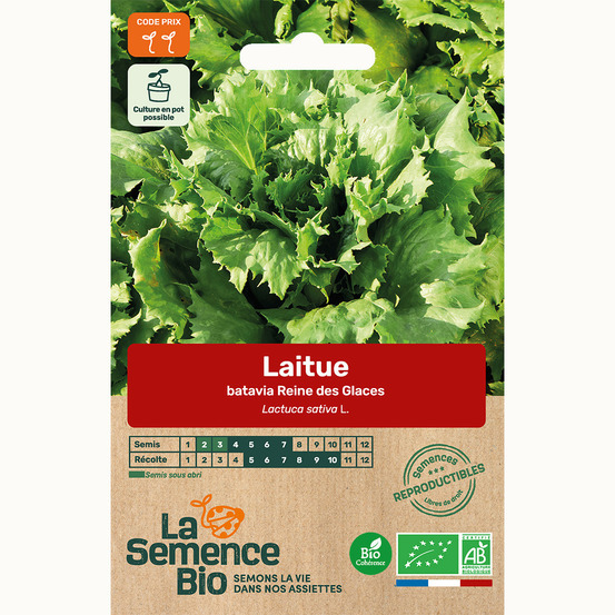 Laitue batavia reine des glaces - graines bio