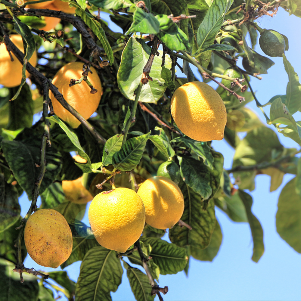Citronnier 4 saisons pot 26cm - citrus 4 saisons 100cm
