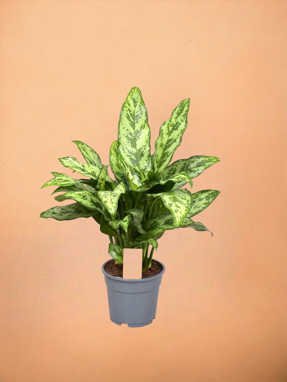Aglaonema romeo