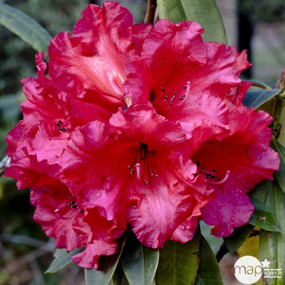Rhododendron x 'taurus': 7,5 l (fleurs rouges)