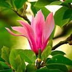 Magnolia à fleurs de lys 'nigra' (magnolia liliflora nigra) - godet 9cm