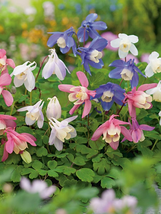 Aquilegia caerulea plante vivace - 3 godets