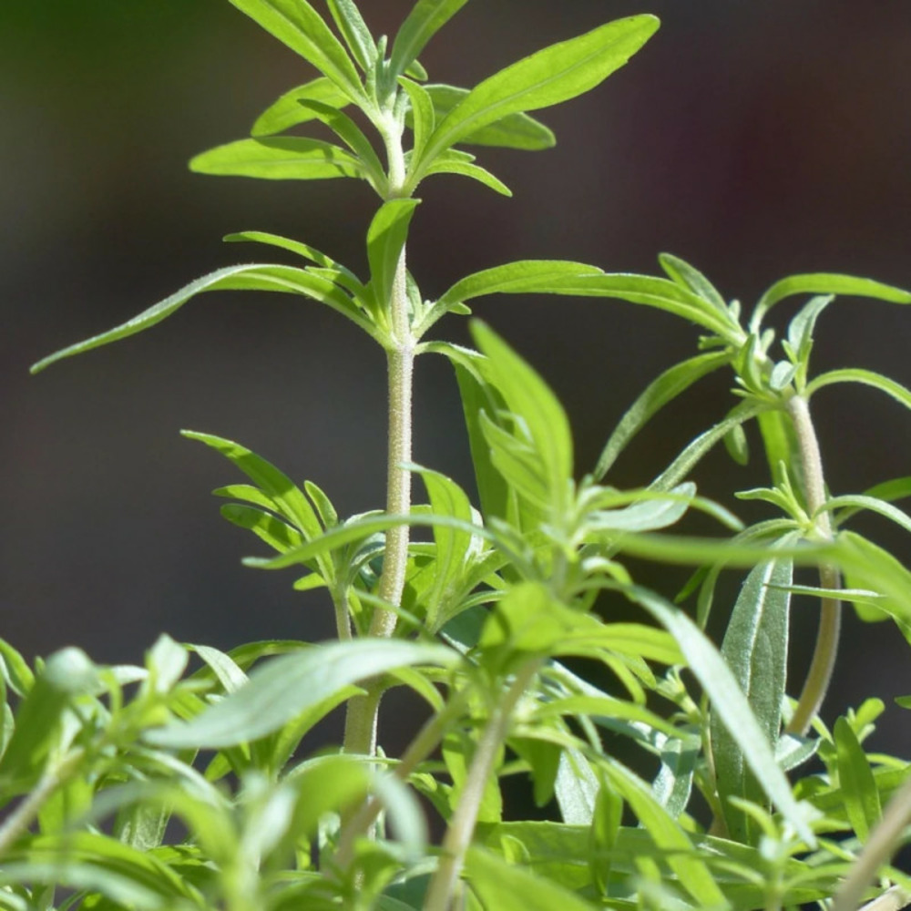 Sarriette de montagne - prêt à consommer pot de 1 litre