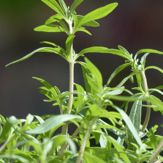 Sarriette de montagne - prêt à consommer pot de 1 litre
