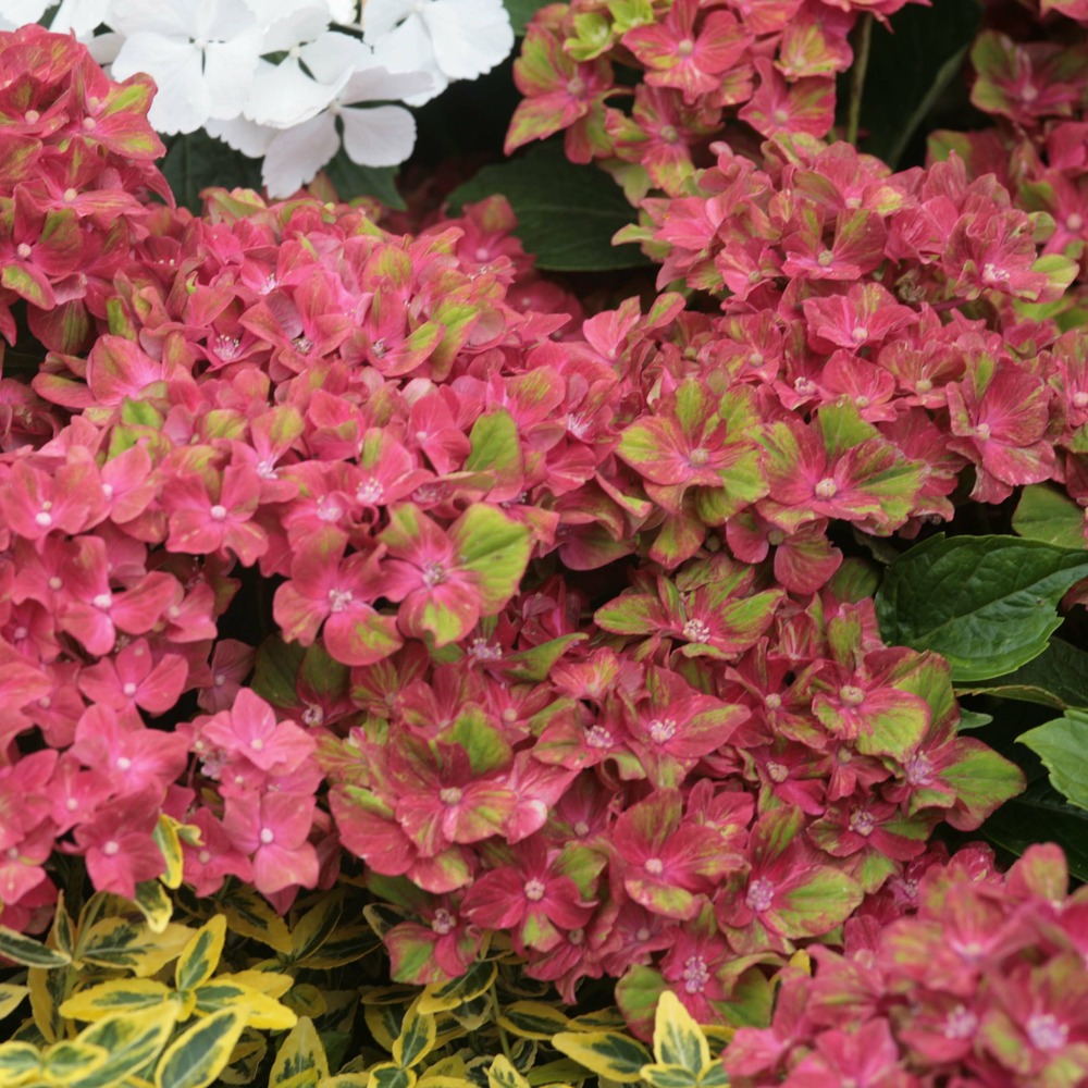 Hortensia 'schloss wackerbarth' pot de 3l/4l