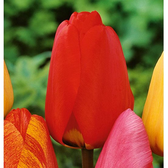 Tulipe darwin apeldoorn - 8 bulbes