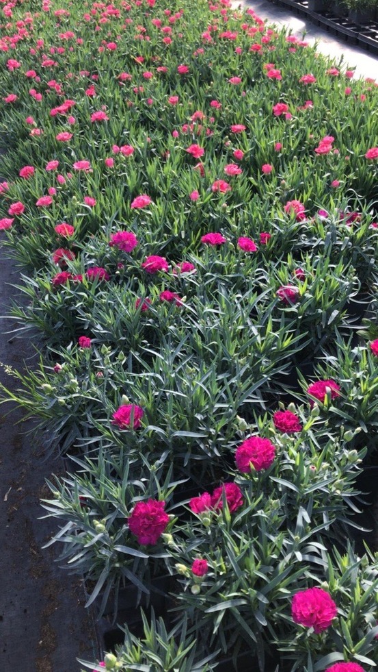 Oeillet caryophyllus pot de 1l