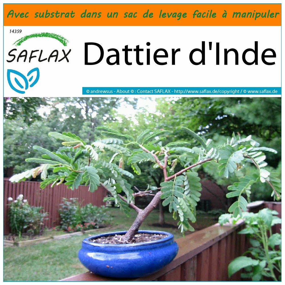 Garden in the bag - dattier d'inde - 4 graines - tamarindus indica