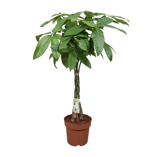 Pachira aquatica - ø24cm - ↕120cm - plantes d'intérieur