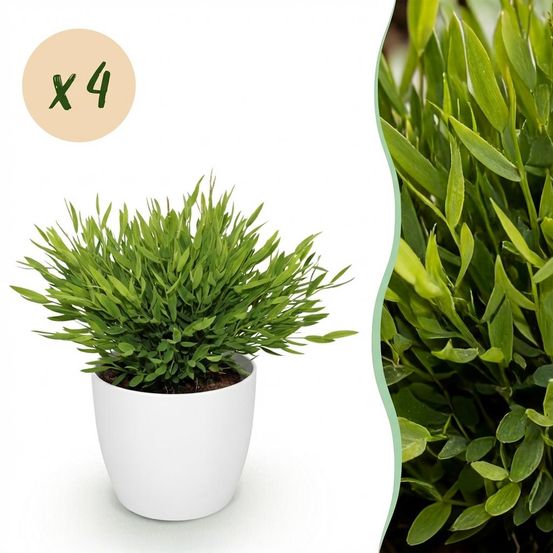 Bamusa pogonatherum monica - pet-friendly - bambou miniature - pot de 12cm - hauteur 20cm - plantes d'intérieur