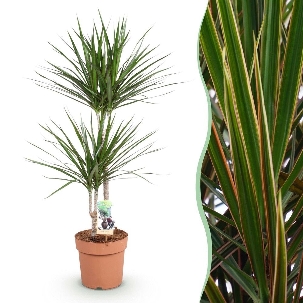 Dracaena marginata – lot de 1 – pot 21 cm – hauteur 90 cm
