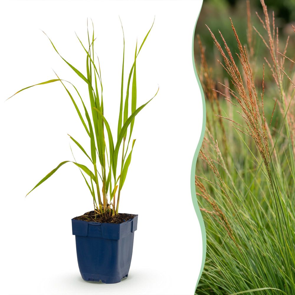 Molinie 'heidebraut' - lot de 24 - pot 11 cm - hauteur 25 cm