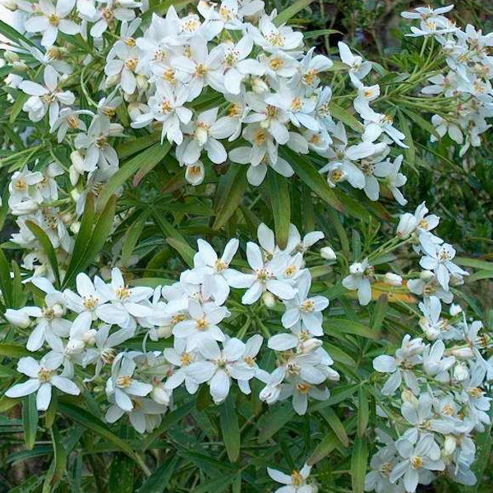 Oranger du mexique 'aztec pearl' - choisya 'aztec pearl' - 50-60 cm pot