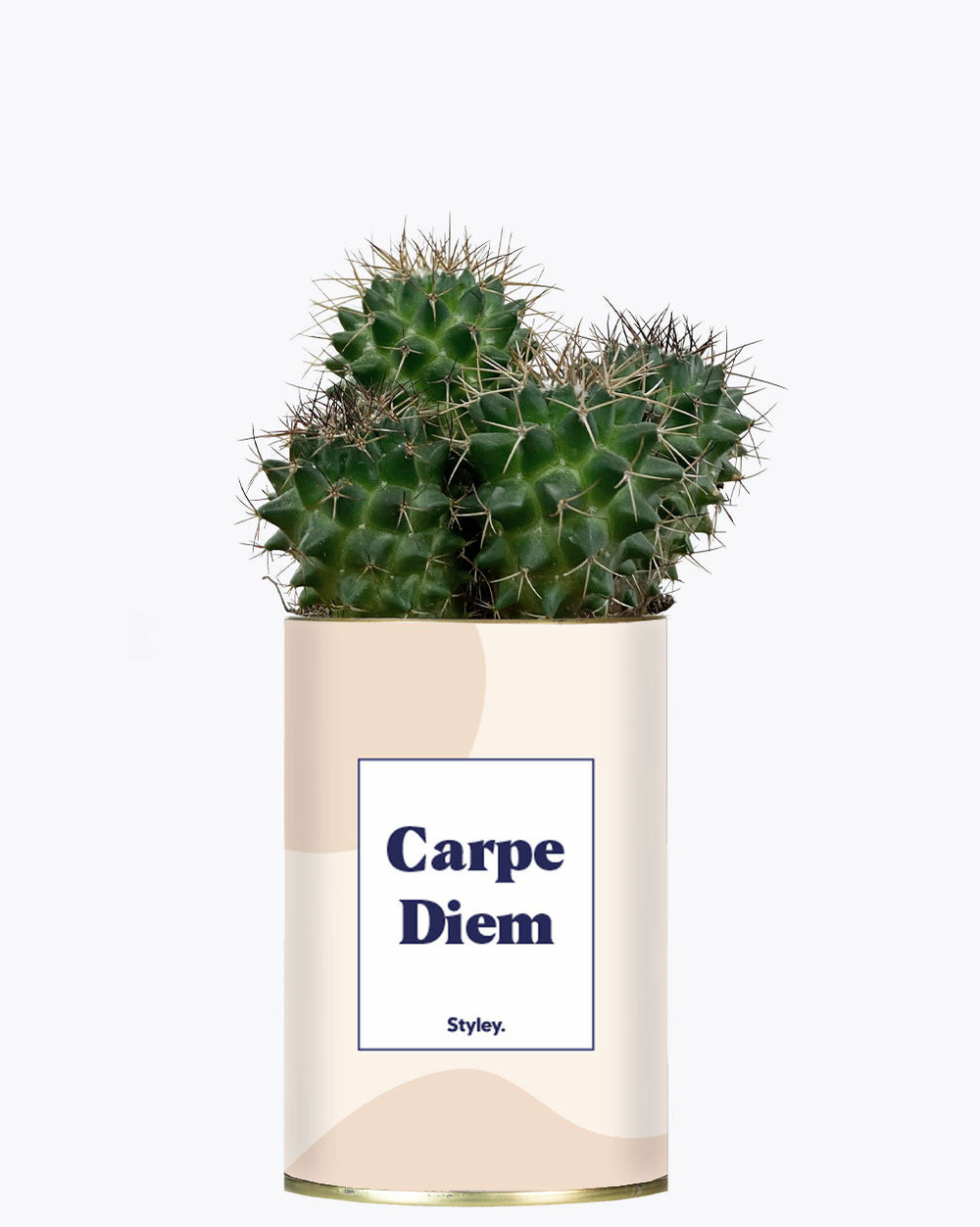 Idée cadeau - carpe diem - cactus