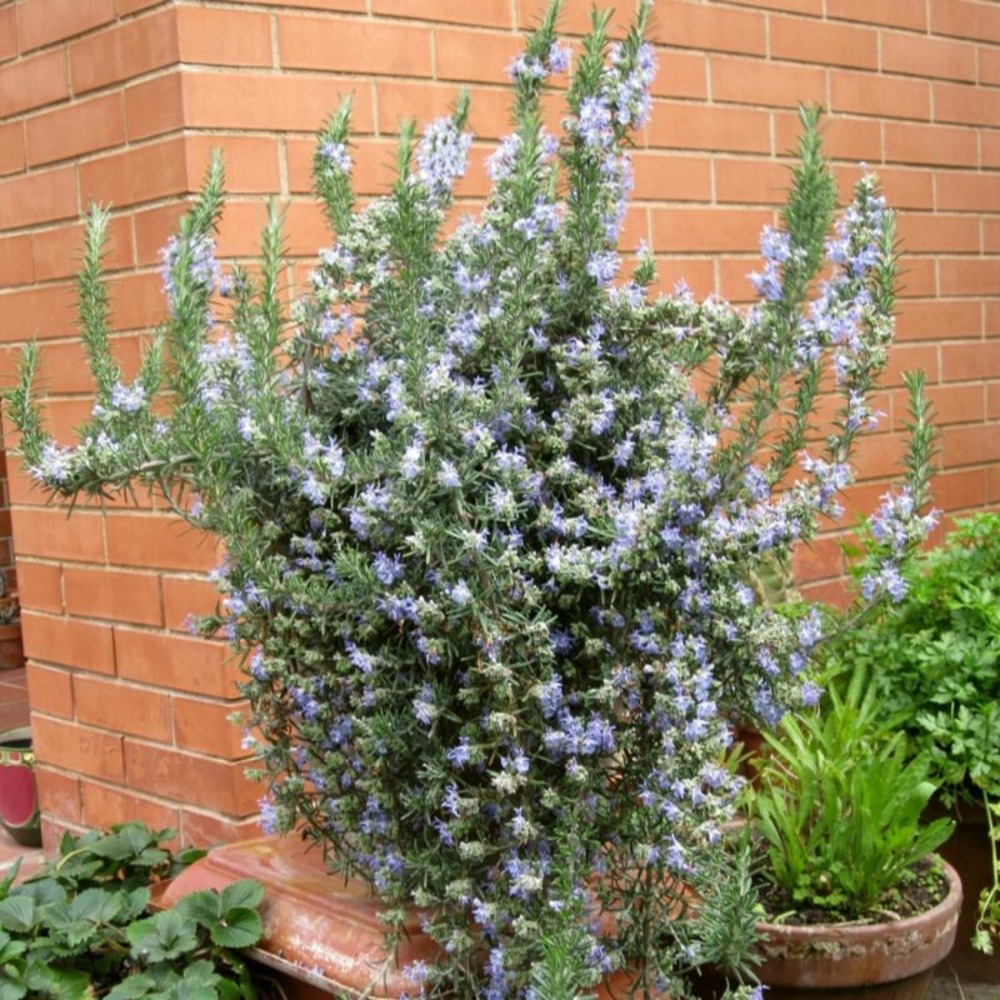 Romarin couvre-sol (rosmarinus officinalis 'prostratus')