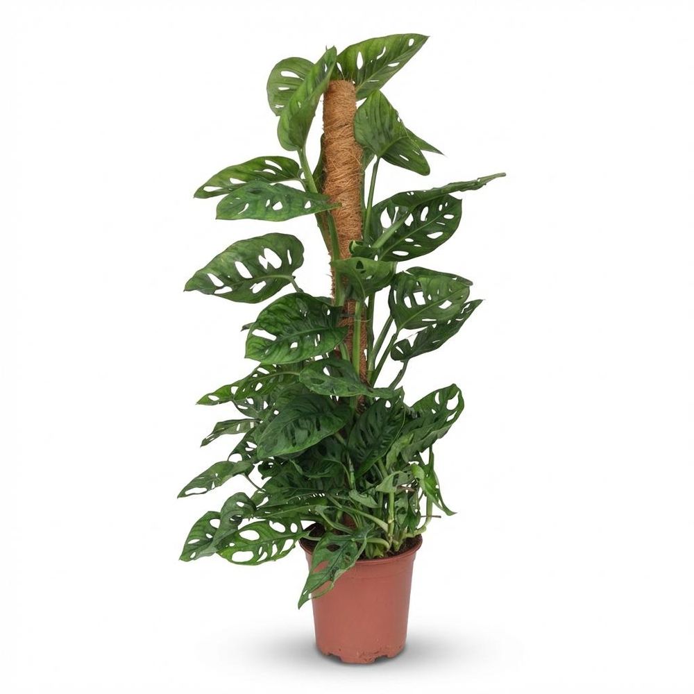 Monstera andansonii - monkey mask avec tuteur coco - pot de 19cm - hauteur 90cm