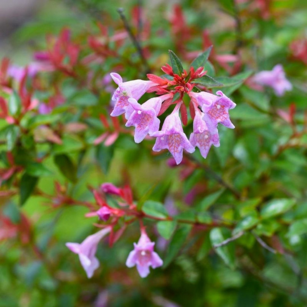Abélia x grandiflora 'edward goucher' (abelia x grandiflora 'edward goucher')