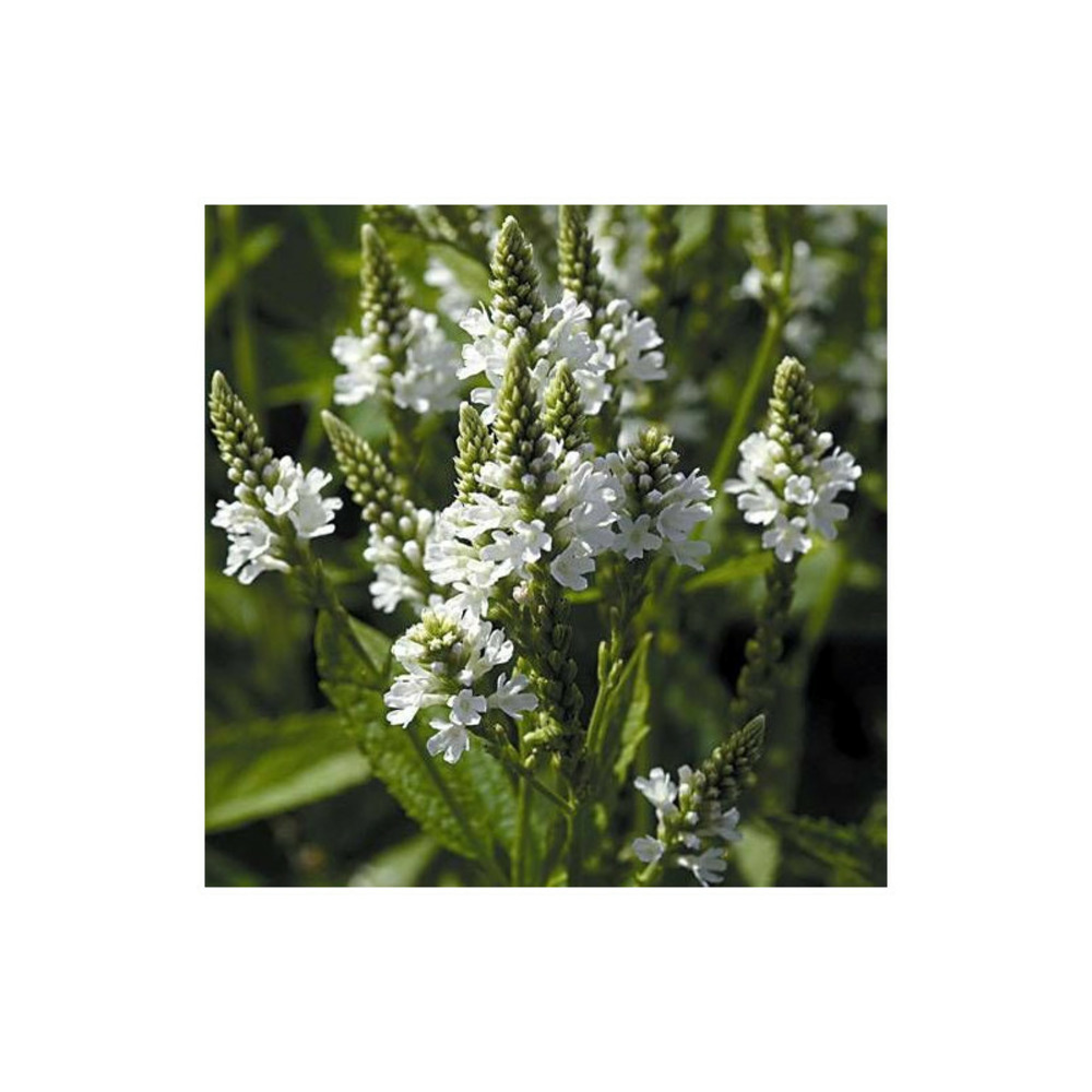 Verveine hastée white spires lot de 9 godets