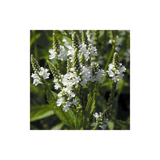 Verveine hastée white spires lot de 9 godets