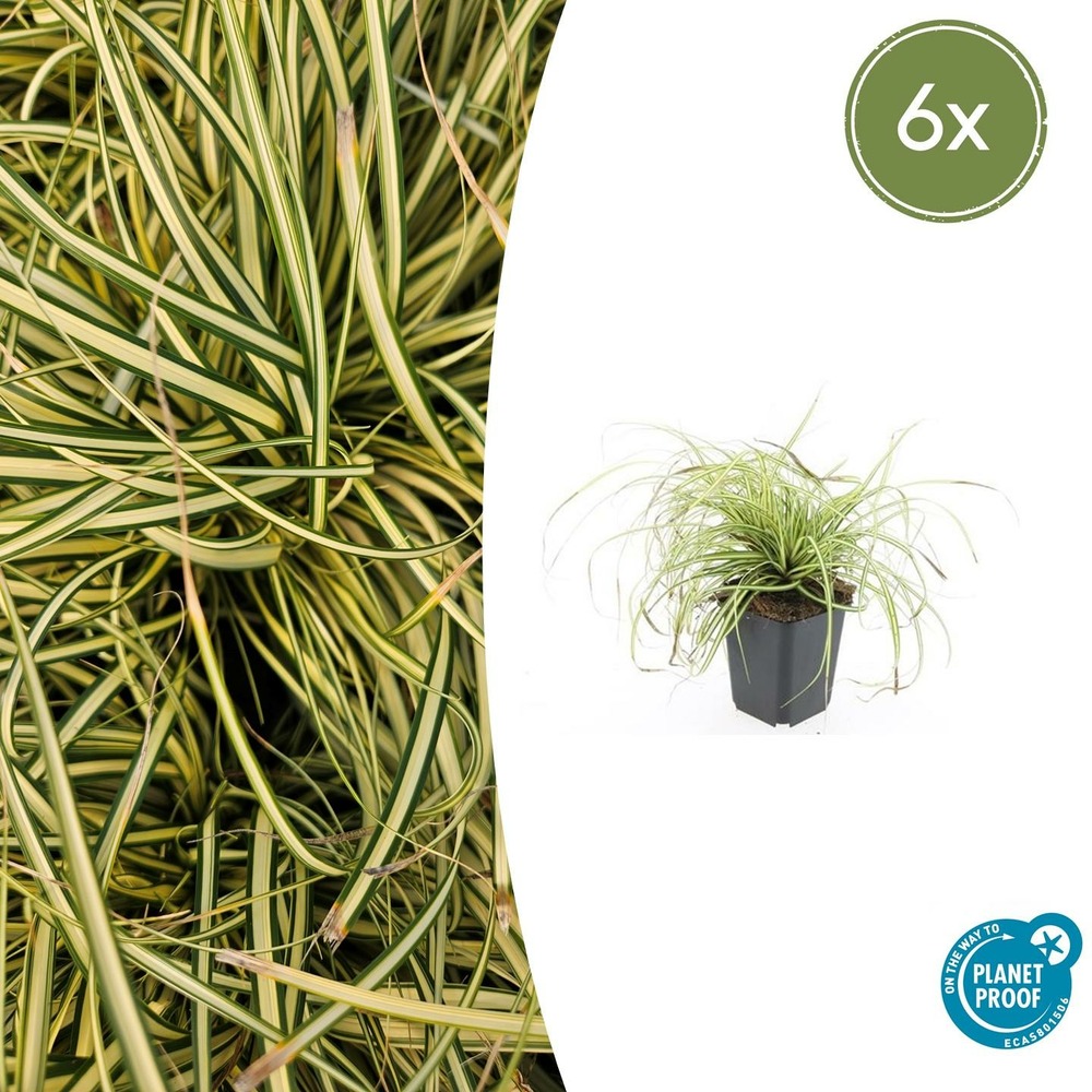 Carex laîche oshim. 'evergold' x6 – entre 0,38 et 0,5m2