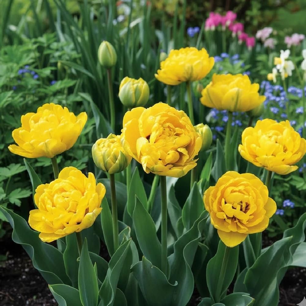 Bulbe de tulipe double tardive yellow pomponette sachet de 8 bulbes