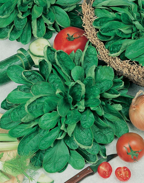 Mache coquille de louviers - 5 g