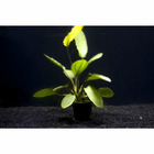 Plante aquatique : Echinodorus Osiris Rubra en pot