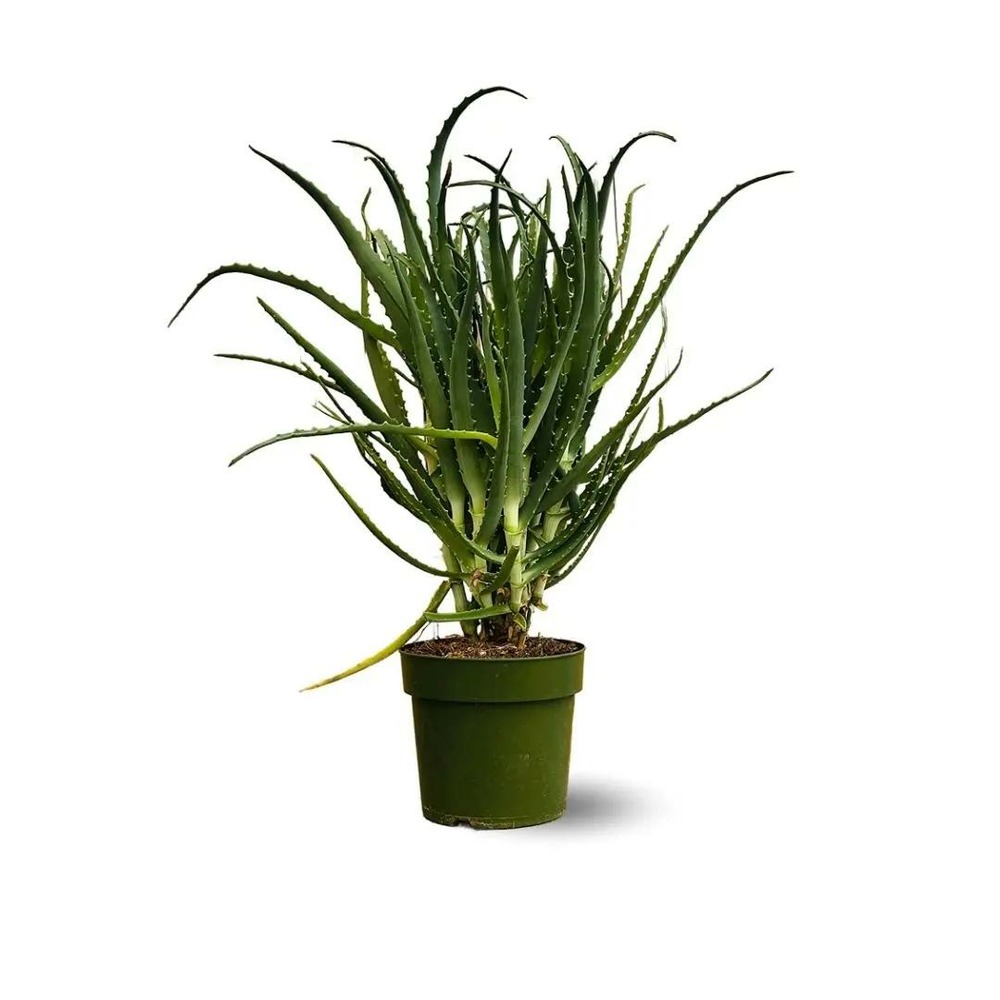 Aloe arborescens - succulentes - ↕ 50-60 cm - ⌀ 17 cm - plante d'intérieur