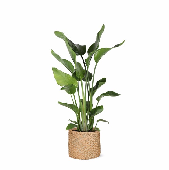 Strelitzia nicolai et son pot panier naturel - hauteur 120cm
