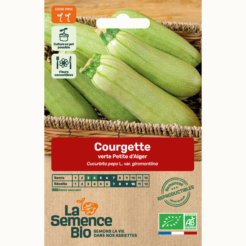 Courgette verte petite d'alger - graines bio