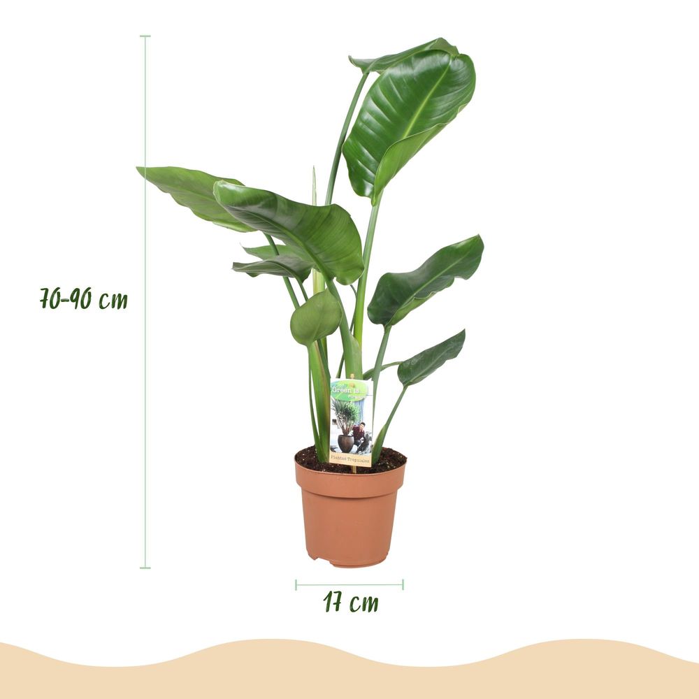 Strelitzia nicolai