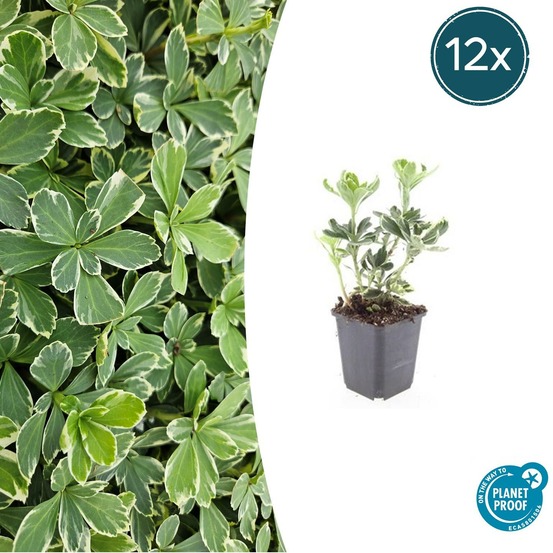 Pachysandre du japon 'variegata' x12 – entre 0,75 et 1m2