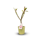 Plumeria rubra frangipanier - plante fleurie - ↕ 60-70 cm - ⌀ 18 cm - plante d'intérieur & extérieur - fleur rose